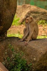 Monkey © Samnuggie X