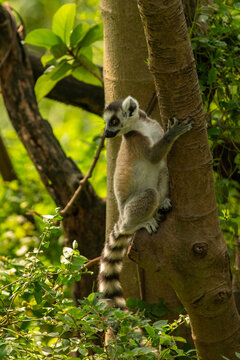 lemur on tree