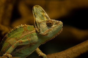 chameleon on a branch © Samnuggie X