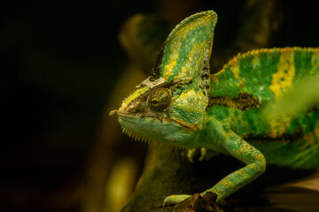 chameleon on a branch © Samnuggie X