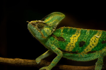 chameleon on a black background © Samnuggie X