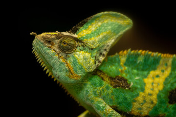 chameleon on a black background © Samnuggie X