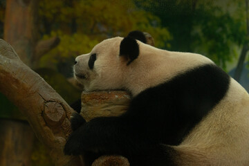giant panda bear © Samnuggie X