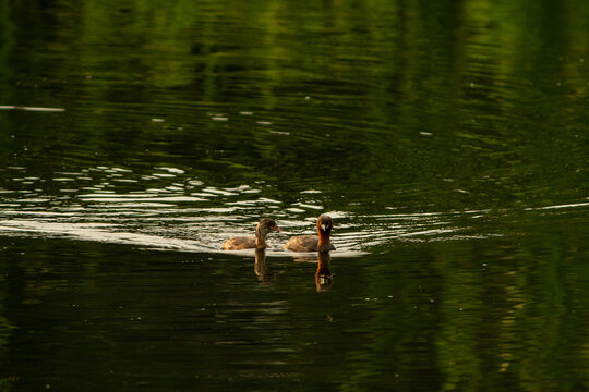 Little grebe on the lake