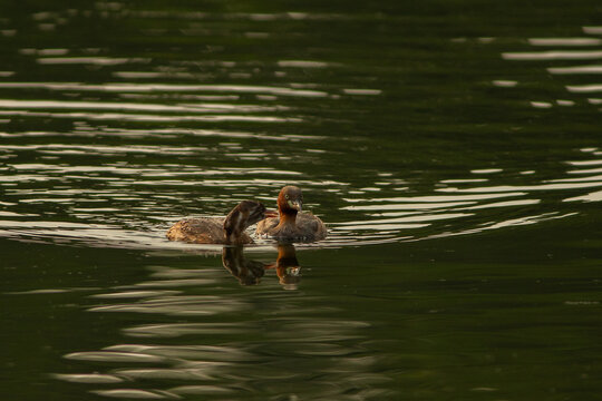 Little grebe