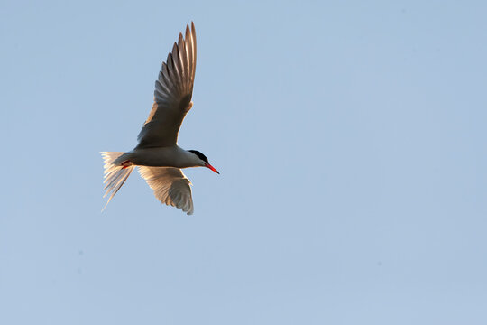 Common Tern, Sterna hirundo
