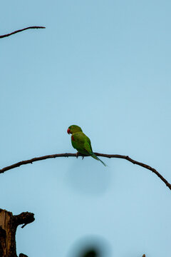 Alexandrine parakeet on a branch