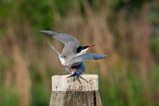 Common Tern, Sterna hirundo hirundo