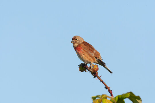 Common Linnet, Linaria cannabina