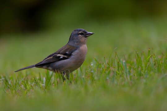 Azores Chaffinch, Fringilla coelebs moreletti