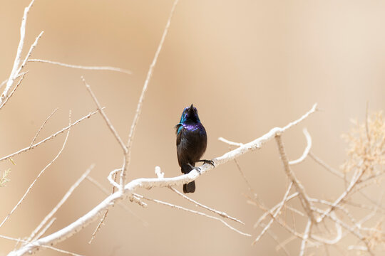 Palestine Sunbird, Cinnyris osea
