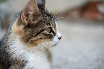 Tabby cat profile portrait with vivid green eyes and whiskers, gazing to the side outdoors in natural light, curious and alert © Emre Akkoyun