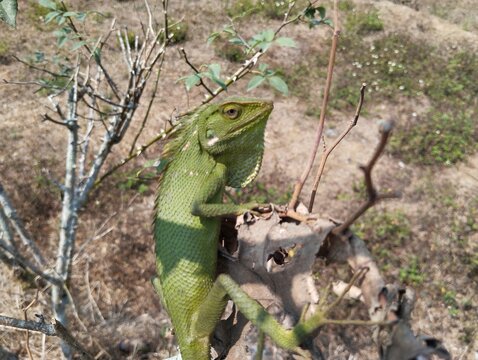 A Green Crested Lizard (Bronchocela jubata) Perches on a Dry Branch