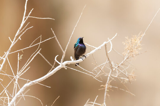 Palestine Sunbird, Cinnyris osea