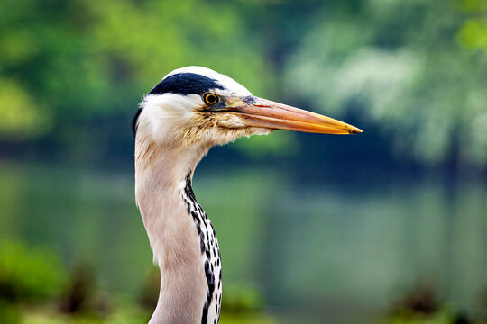 Grey heron in the City of London, England (Ardea cinerea)