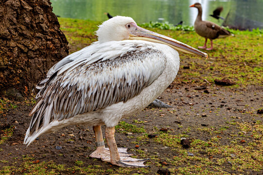 A pink pelican in London, England (Pelecanus onocrotalus)