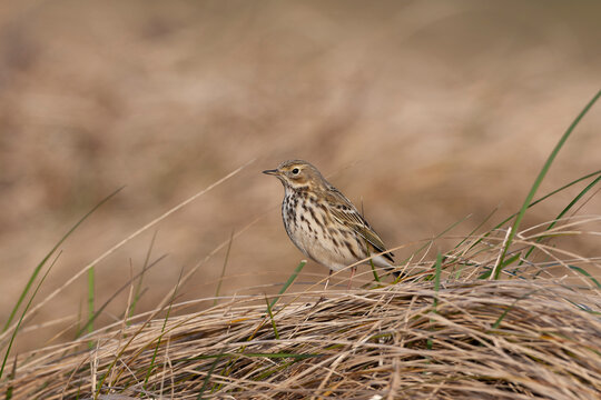Meadow Pipit, Anthus pratensis