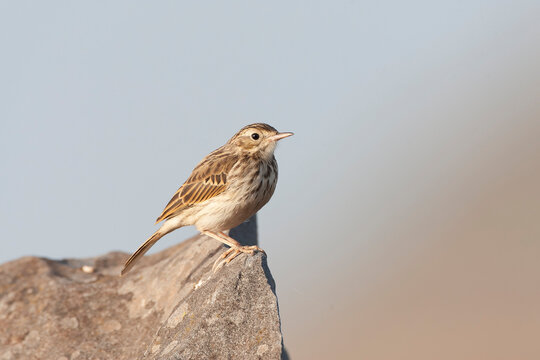 Berthelot's Pipit, Anthus berthelotii madeirensis