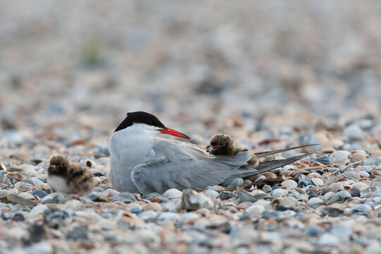 Common Tern, Sterna hirundo