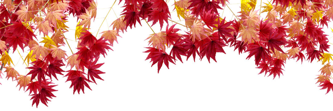 Red japanese autumn maple leaves framing top border isolated on transparent background