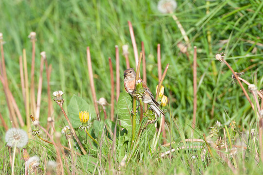 Common Linnet, Linaria cannabina
