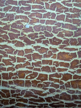 A textured brown melon rind surface featuring a natural cracked net pattern forms a unique organic fruit background template. 