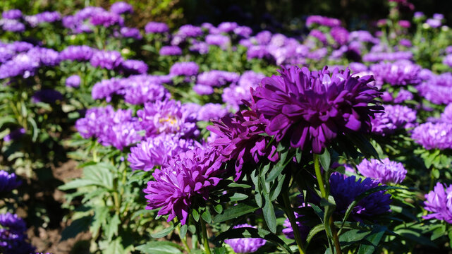 The purple aster is a flowering plant that blooms in autumn. Dark purple aster flowers growing in the garden.