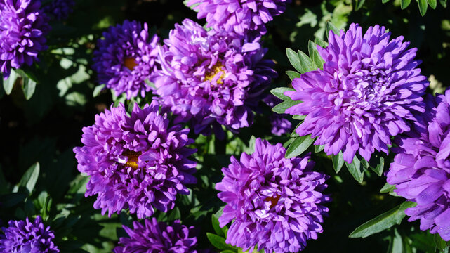 The purple aster is a flowering plant that blooms in autumn. Dark purple aster flowers growing in the garden.