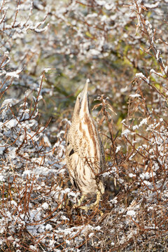 Eurasian Bittern, Botaurus stellaris