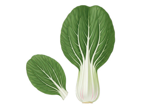 Fresh green bok choy vegetable isolated transparent background isolated on transparent background