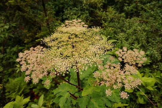 Wild umbel flowers blooming among green foliage in a woodland habitat