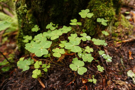 Fresh wood sorrel leaves with water droplets growing on the forest floor