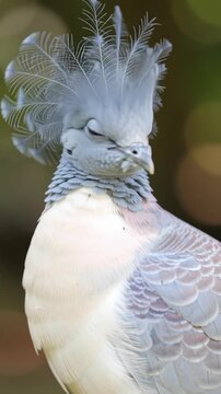 Close-up profile of a Victoria crowned pigeon with lacy blue crest