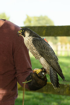 Peregrine Falcon on the gloved hand of the trainer