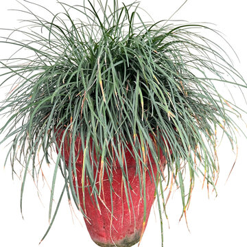 Green ornamental grass plant in red ceramic pot isolated on white background