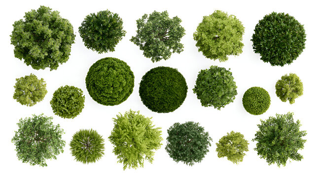 Set of trees in plan view for use in architectural drawings - isolated on white background background Stock Illustration