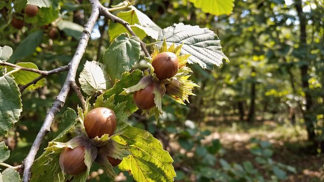 Hazelnuts hanging naturally from a common hazel tree branch, with detailed shells and leaves, 4K video