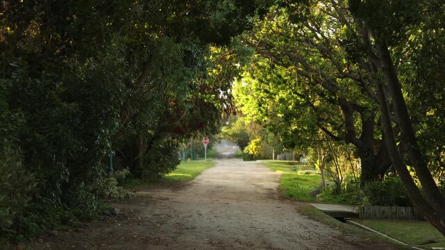 country road through overhanging trees, Stanford, South Africa at sunrise