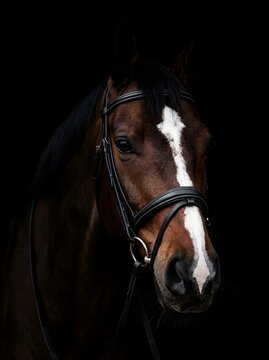 A stunning portrait of a brown horse with a white blaze on its face wearing a leather bridle isolated