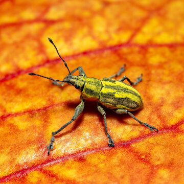 Weevil