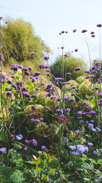 The flowers of purple verbena (Verbena borariensis) in bloom. Autumn park.