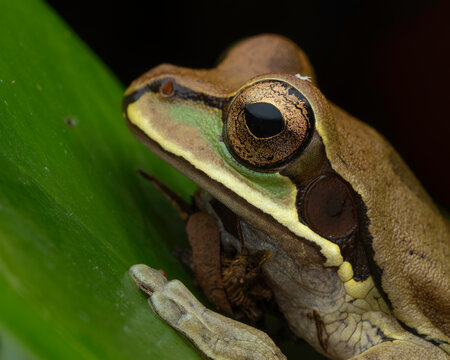 Masked Tree Frog (Smilisca phaeota) extreme macro portrait on leaf