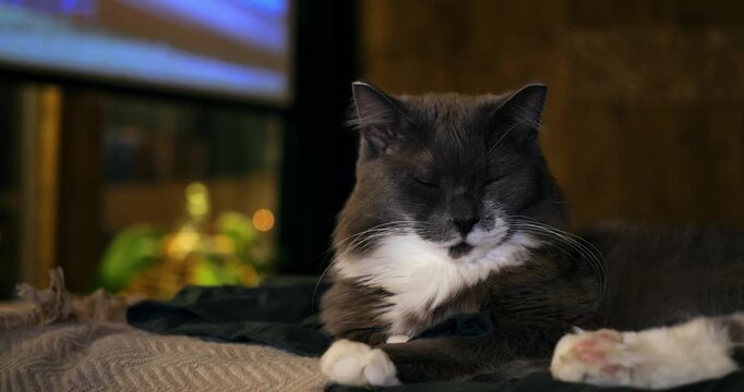 Cute tuxedo cat falls asleep comfortably upon soft couch blanket at home. Peaceful pet closes eyes while drifting into deep slumber, providing calm visuals for veterinary sleep study concepts.