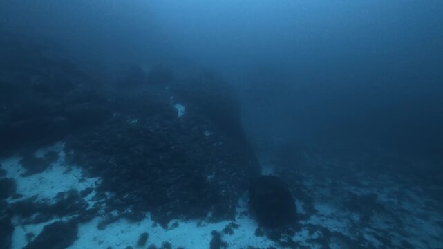 Stingray swimming in deep sea waters - Scuba diving in Majorca