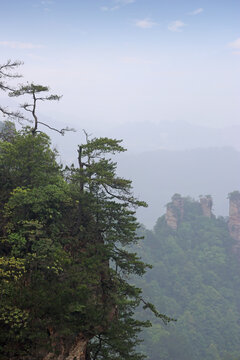 Foggy view of quartz-sandstone pillars with resilient, ancient pine tree at Yuanjiajie Scenic Area in Zhangjiajie National Forest Park, Hunan Province of China