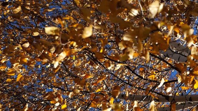 Low view to tree top of birch with brown leaves at sunny autumn day. Branches with lush foliage gently swaying in wind at parkland. Beautiful colorful fall season. Slow motion