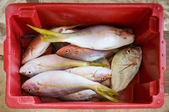 Freshly caught tropical fish in a red plastic crate