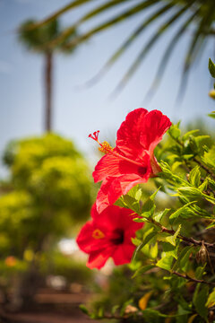 rote Hibiskusbl&uuml;te