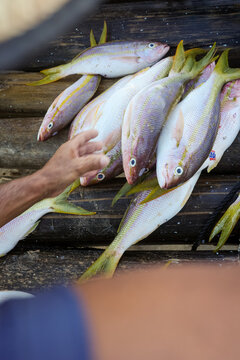 Fresh catch of yellowtail snapper on wooden dock
