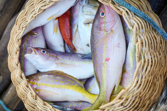 Colorful tropical fish piled in a woven basket